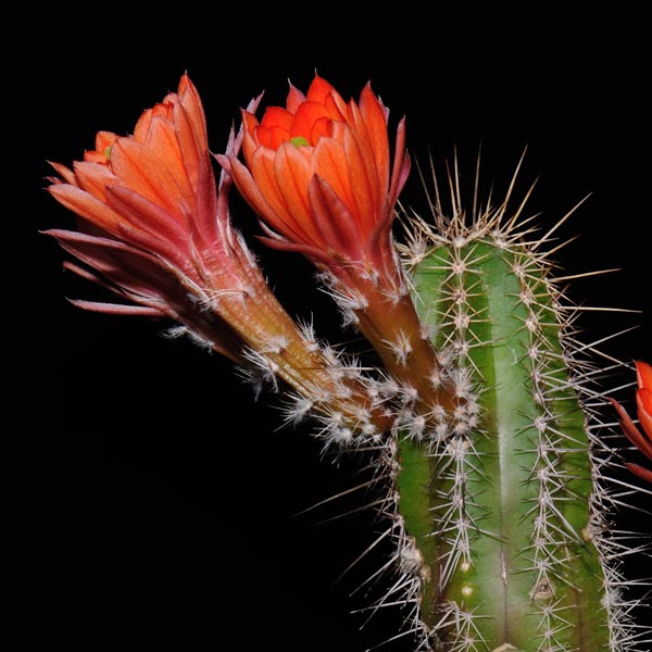 Echinocereus salm-dyckianus obscuriensis, LAU0091, 500 Korn
