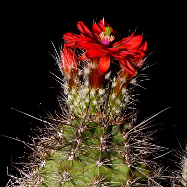 Echinocereus polyacanthus, Balleza - Guachochic, 50 Korn