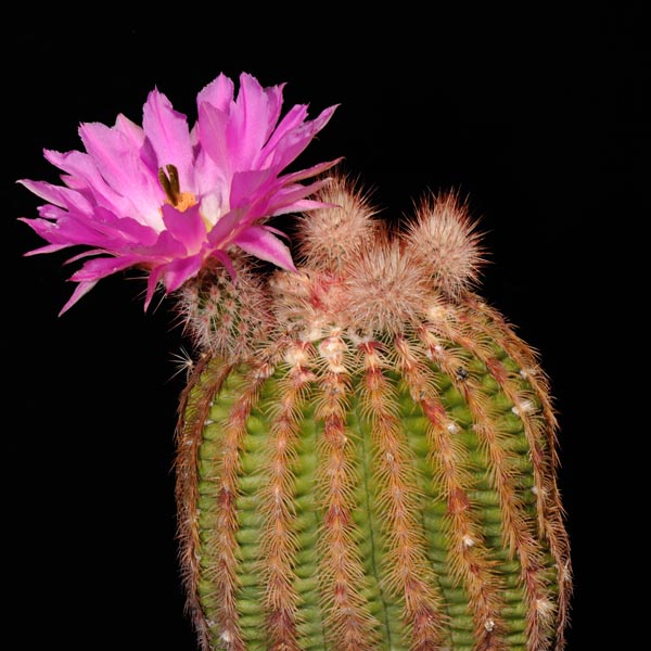 Echinocereus rigidissimus, Rosario, 50 Korn