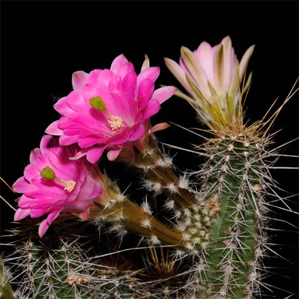 Echinocereus scheeri, Humira, 100 Korn