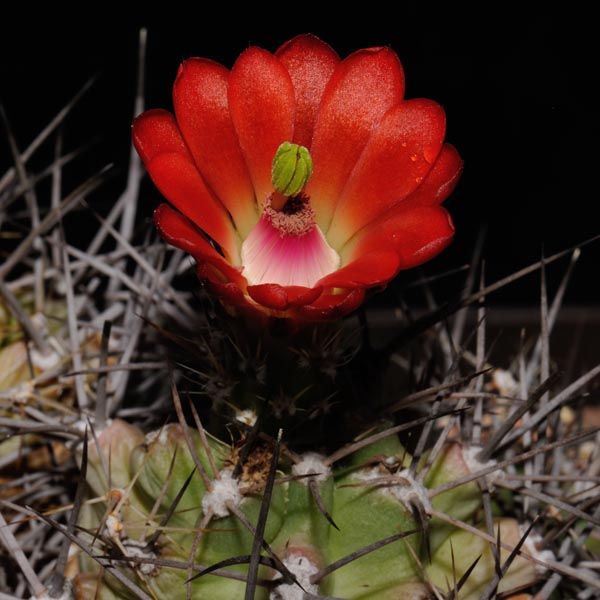 Echinocereus coccineus paucispinus, Eagle Nest Canyon, 500 Korn