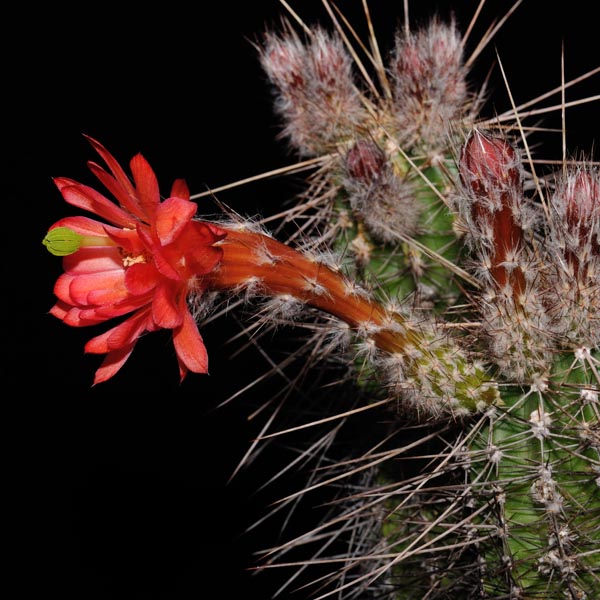 Echinocereus acifer, San Rafael de las Tablas, 25 Korn