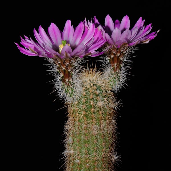 Echinocereus bristolii floresii, Sinaloa, 500 Korn