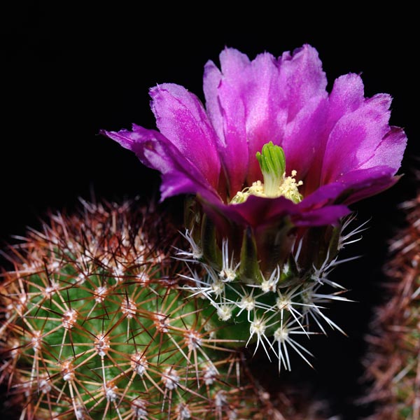 Echinocereus bonkerae, Magma Copper, 25 Korn