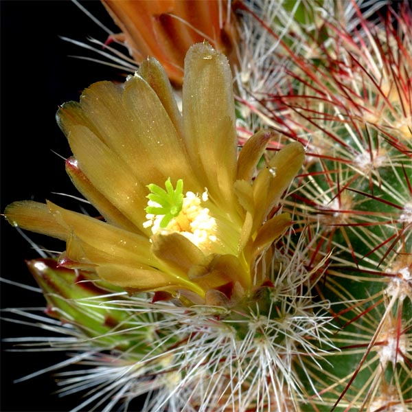 Echinocereus chloranthus, El Sueco, 25 Korn