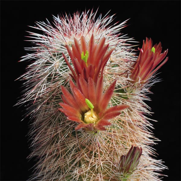 Echinocereus russanthus, Mule Overlook, 25 Korn