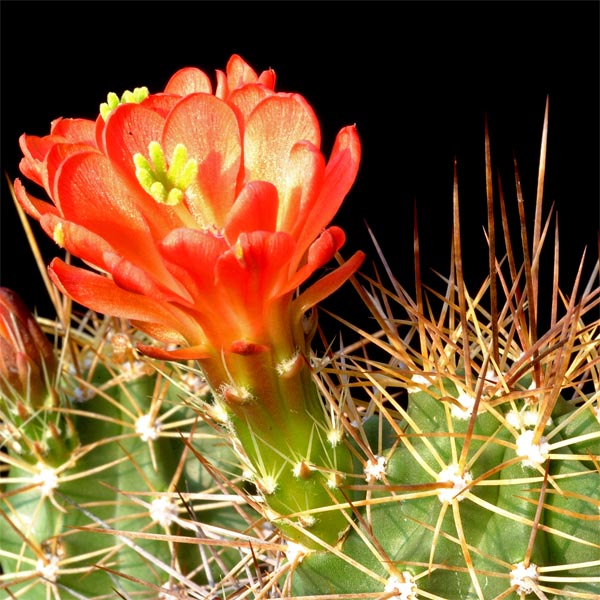 Echinocereus coccineus roemeri, Enchanted Rock, 25 Korn