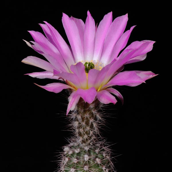 Echinocereus fobeanus, San Pedro de la Colonias, 25 Korn