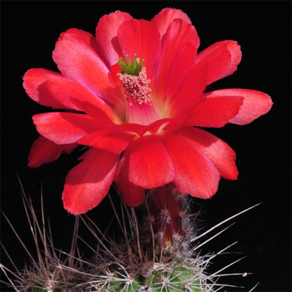 Echinocereus topiensis, Topia, 50 Korn