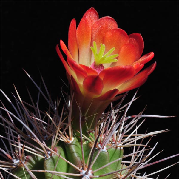 Echinocereus coccineus roemeri, BW112, 25 Korn