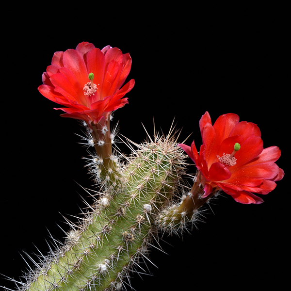 Echinocereus spec., San Antonio, LAU0084, 500 Korn