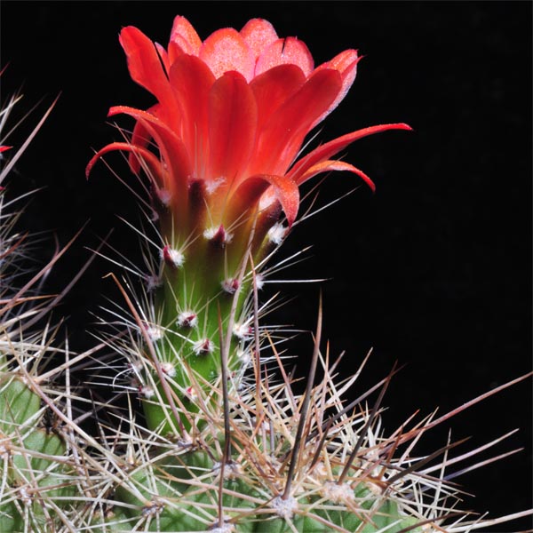 Echinocereus coccineus, Manzano Mts., 25 Korn
