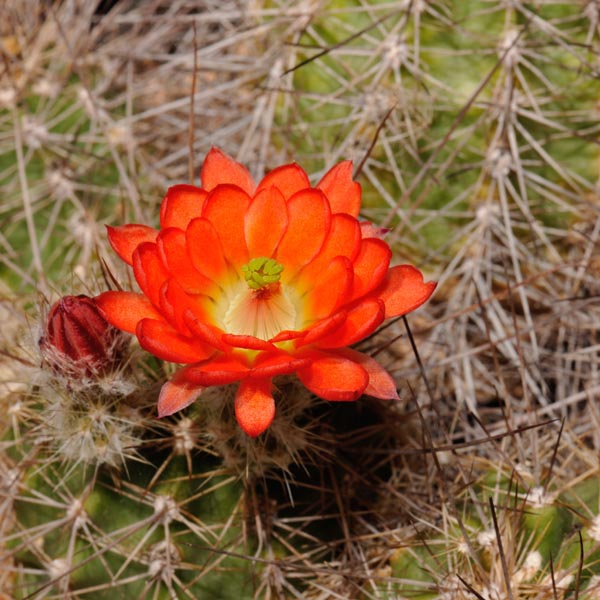 Echinocereus polyacanthus, Ciudad Duarte, 500 Korn