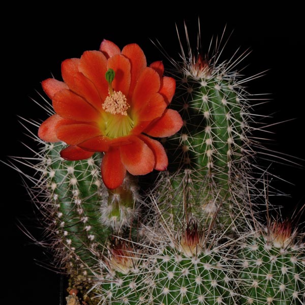 Echinocereus huitcholensis, Durango - Mazatlan, Km 210, 100 Korn