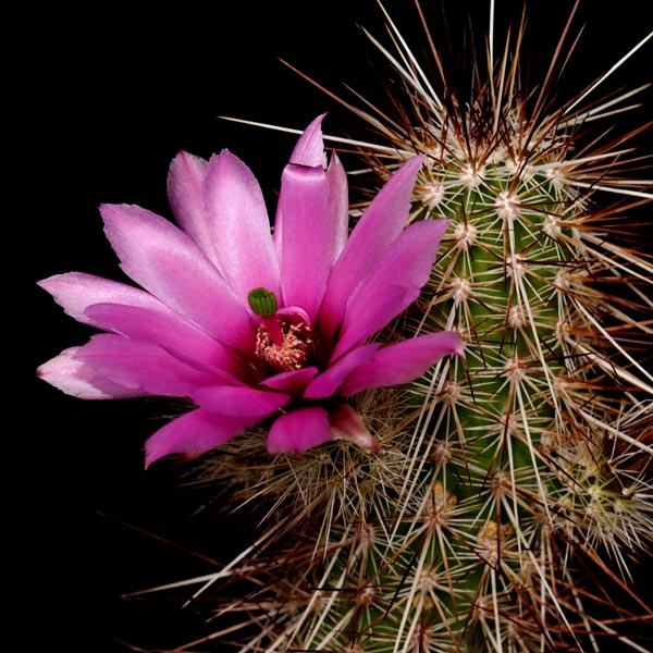 Echinocereus llanurensis, San Carlos, 25 Korn