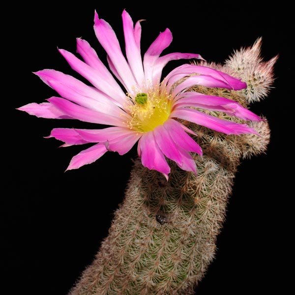 Echinocereus scopulorum, San Carlos, 100 Korn