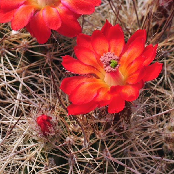 Echinocereus polyacanthus, Buenaventura, 50 Korn