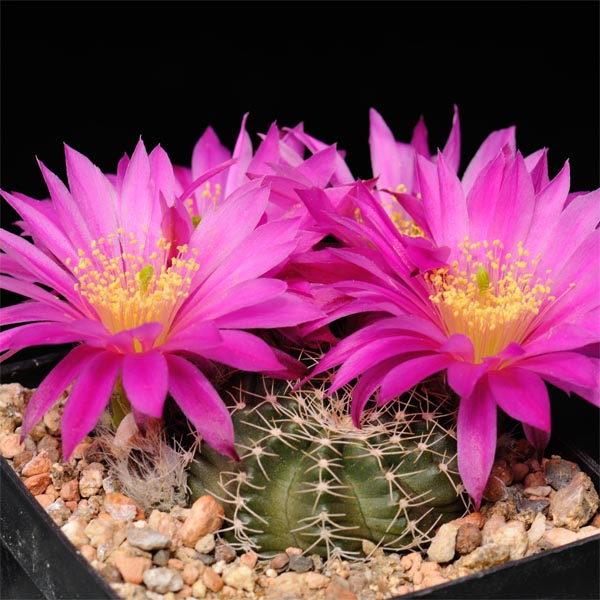 Echinocereus acanthosetos, Oaxaca, 25 Korn