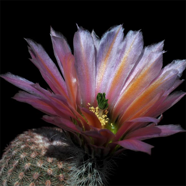 Echinocereus pectinatus, Sierra San Ignacio, 100 Korn