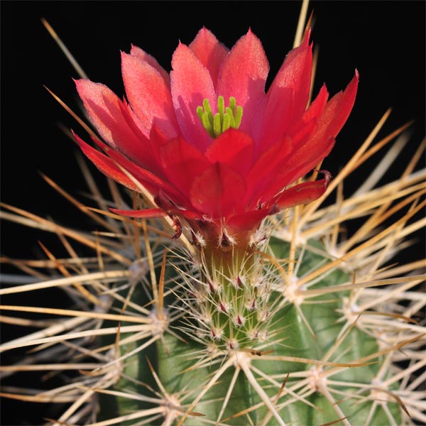 Echinocereus engelmannii x mombergerianus, Baja California, 50 Korn