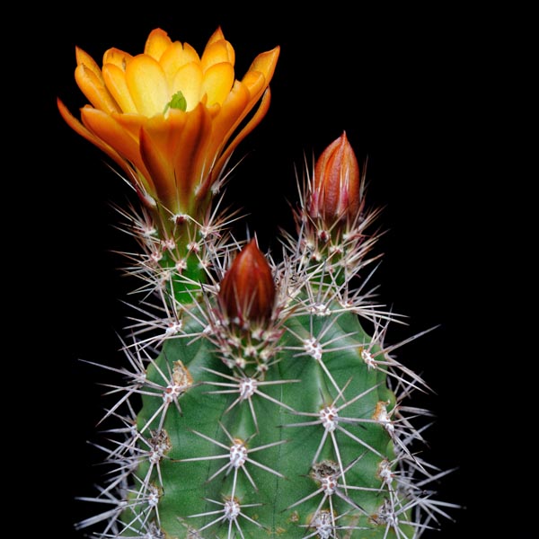 Echinocereus gurneyi, Marathon, 25 Korn