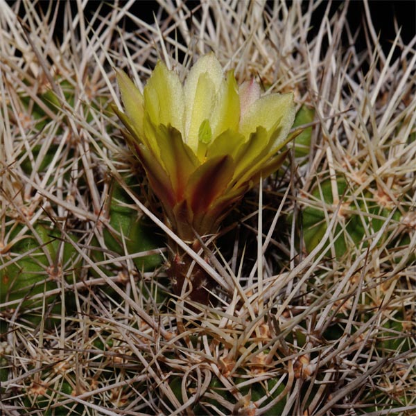 Echinocereus maritimus, San Carlos Canyon, 25 Korn