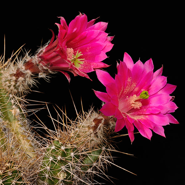 Echinocereus scheeri, Basihuare, 500 Seeds