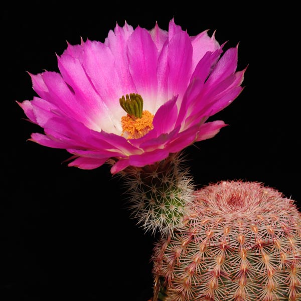 Echinocereus rigidissimus, Parker Lake, 25 Korn