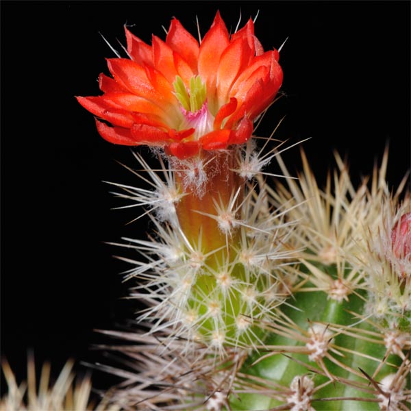 Echinocereus polyacanthus, General Escobedo, LAU1379, 500 Korn