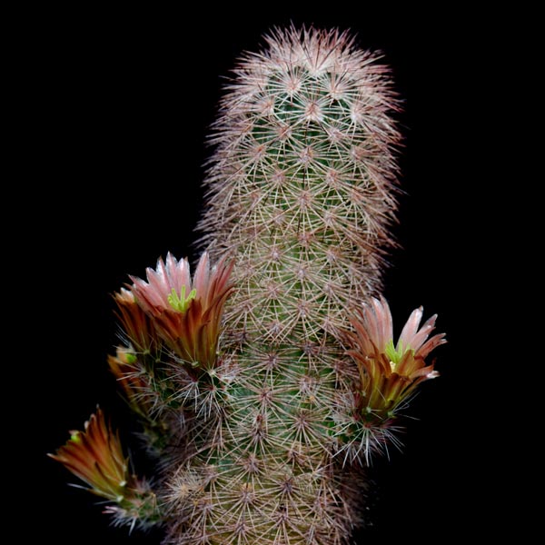 Echinocereus russanthus, Burro Mesa, 100 Korn