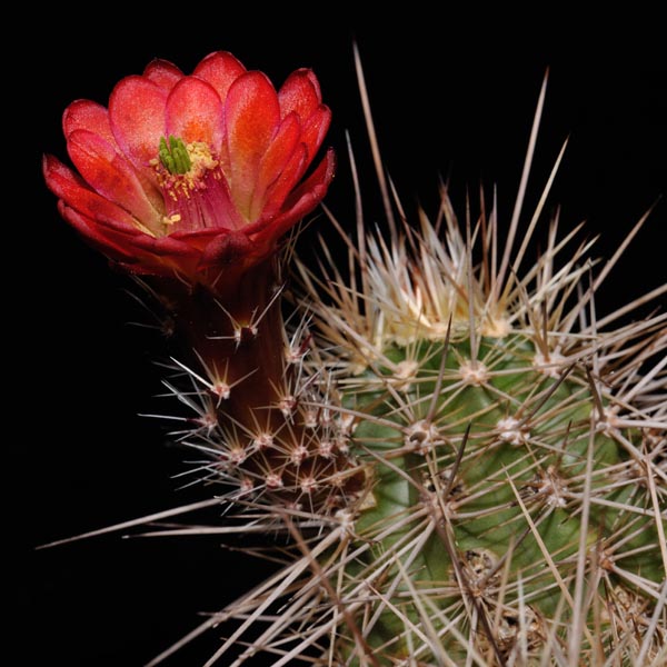 Echinocereus bakeri, Virgin, 50 Korn
