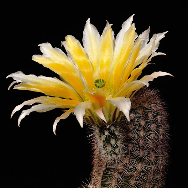 Echinocereus dasyacanthus multispinosus, San Pedro, 25 Korn