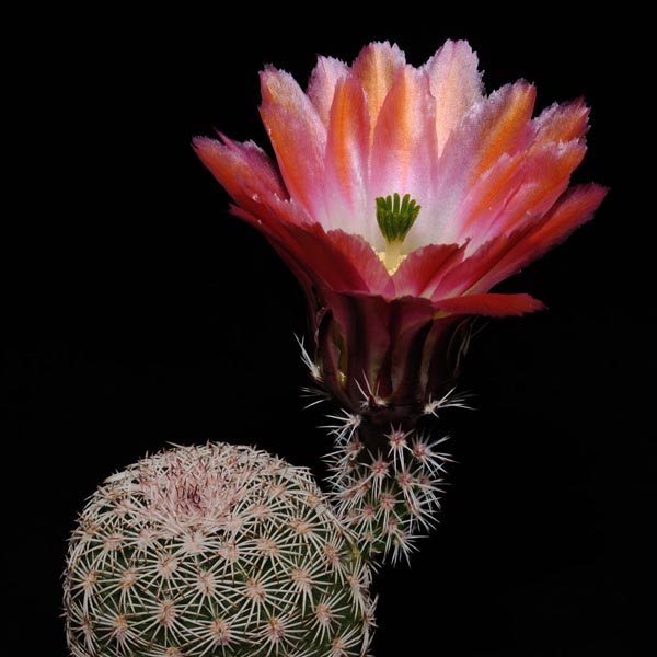 Echinocereus pectinatus, Delante, 500 Korn