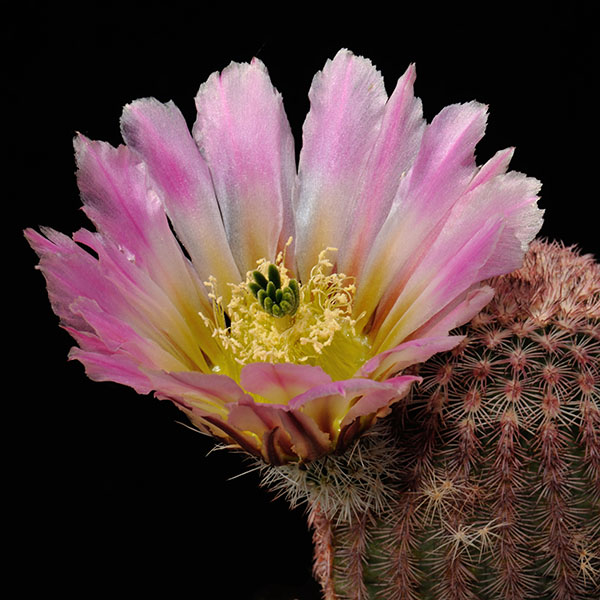 Echinocereus pectinatus, Las Minas Navidad, 25 Korn