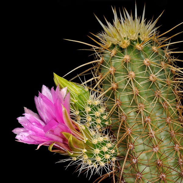 Echinocereus ledingii, USA, Arizona, 25 Korn