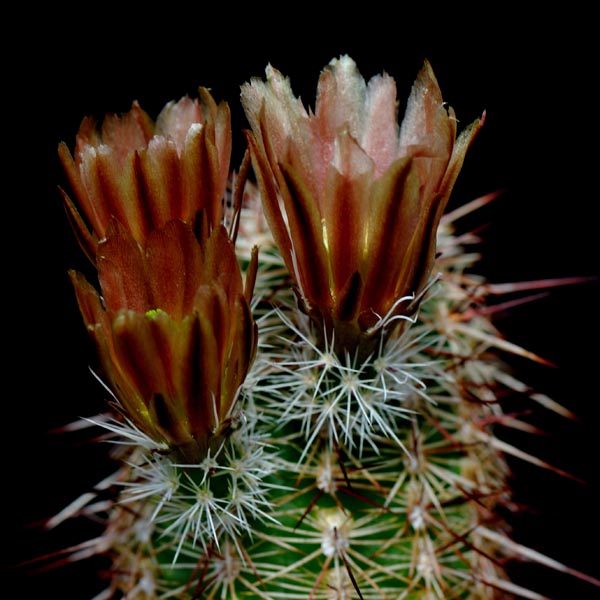 Echinocereus chloranthus x fendleri, El Sueco, 100 Korn