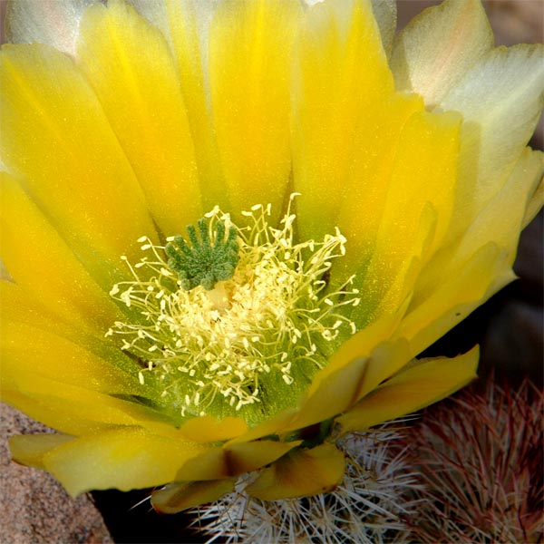 Echinocereus dasyacanthus multispinosus, El Morrion, 100 Korn