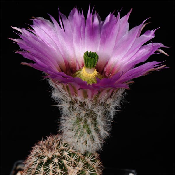 Echinocereus reichenbachii perbellus, Midland Co., 25 Korn