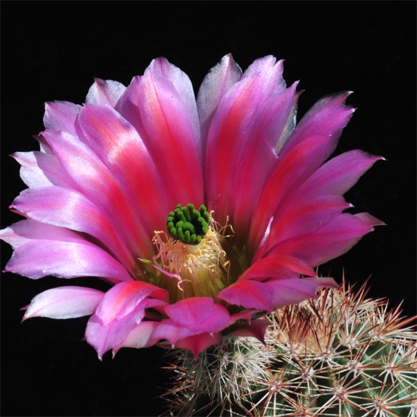 Echinocereus dasyacanthus, El Sancho, 25 Korn