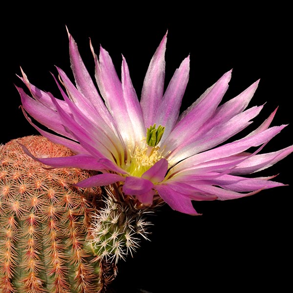 Echinocereus pectinatus, Real, 100 Korn