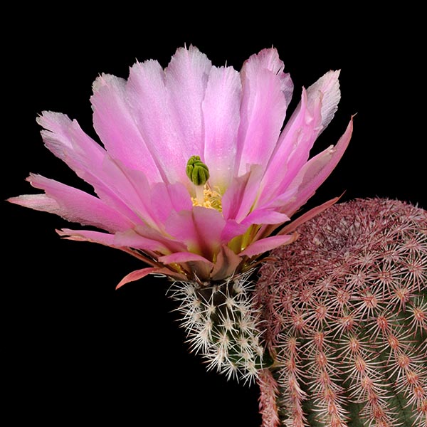 Echinocereus pectinatus, Hidalgo del Parral - Rodeo, 500 Korn