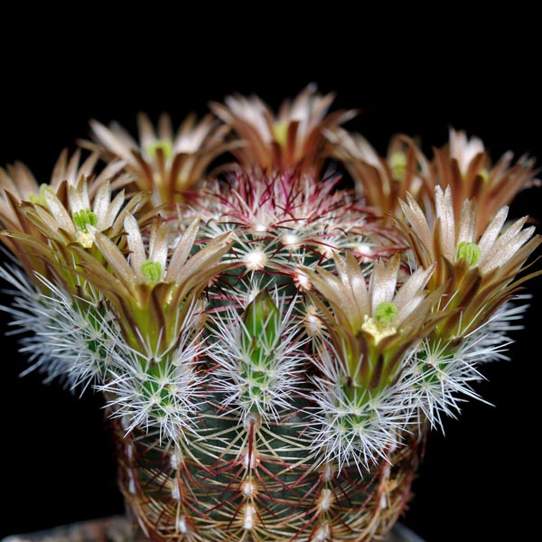 Echinocereus chloranthus, Chaves Co., 25 Korn