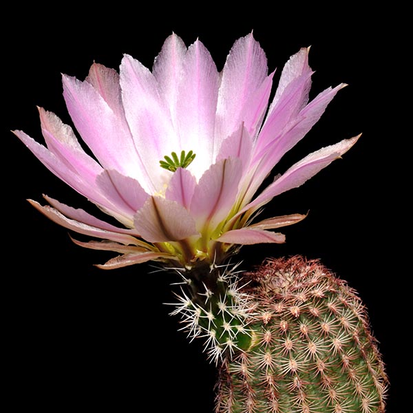 Echinocereus pectinatus, Altamira, 100 Korn