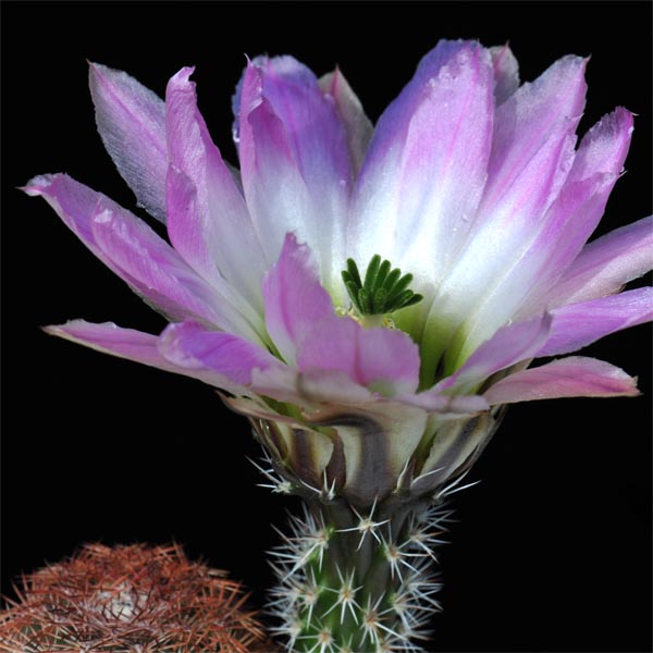 Echinocereus pectinatus, La Pena, 25 Korn