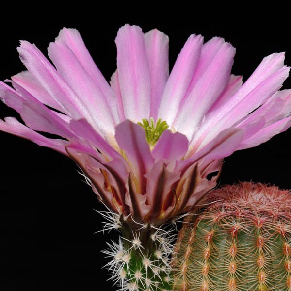 Echinocereus pectinatus, westlich San Luis Potosi, 50 Korn