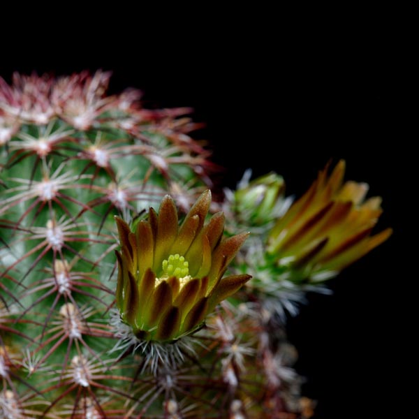 Echinocereus chloranthus, Alpine, 50 Korn