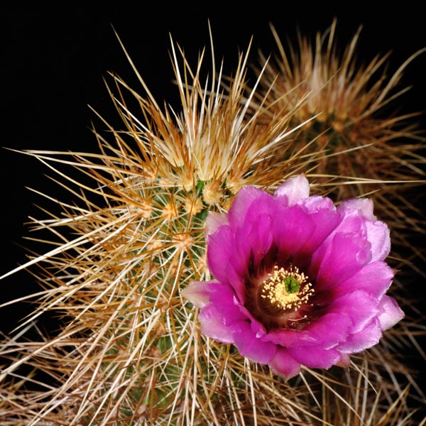 Echinocereus engelmannii, Wickenburg, 25 Korn