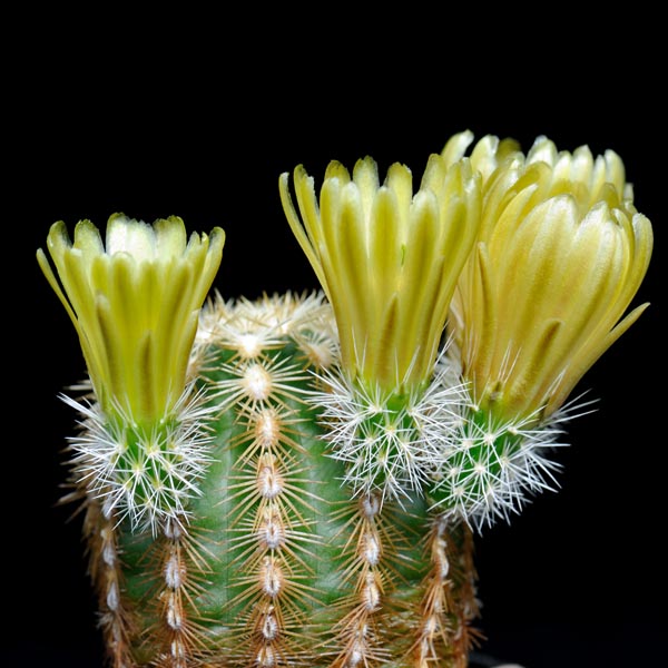 Echinocereus viridiflorus correllii, Marathon, 25 Korn