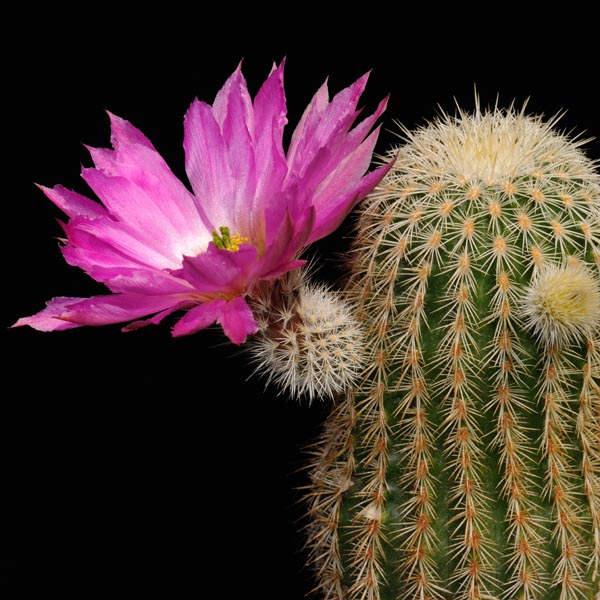 Echinocereus bristolii, El Novillo, WM9450, 25 Korn