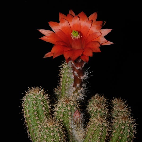 Echinocereus ortegae, San Rafael, 500 Korn